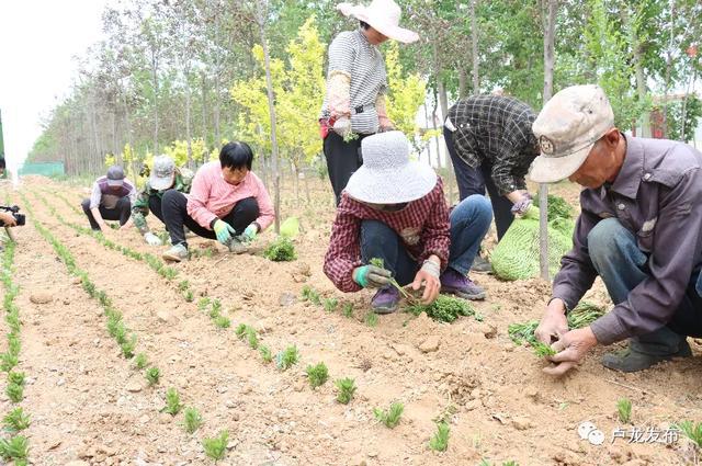 卢龙县城市规划改造最新动态，平改归划最新消息